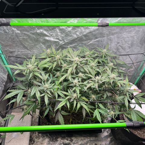 White Truffle Auto #2 growlog timeline photo
