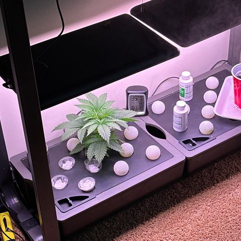 HG#1 growlog timeline photo