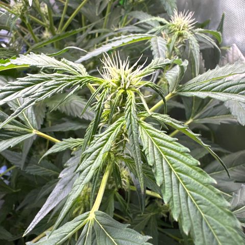 White Truffle Auto #2 growlog timeline photo