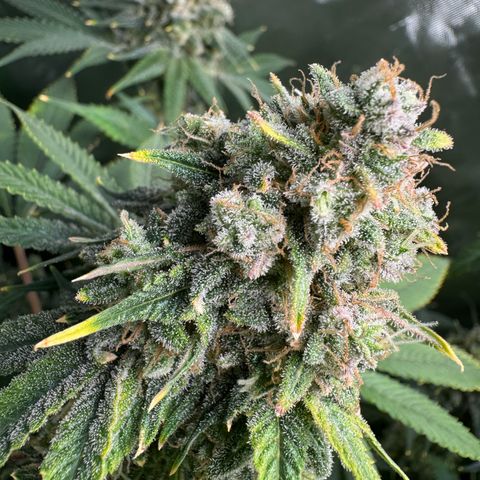 White Truffle Auto growlog timeline photo