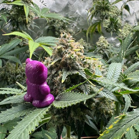 White Truffle Auto growlog timeline photo