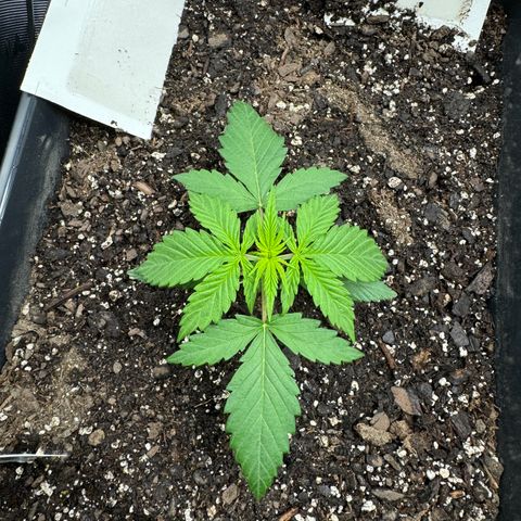 White Truffle Auto #1 growlog timeline photo