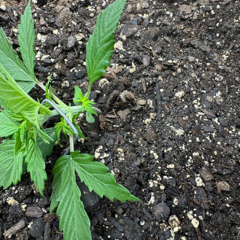 White Truffle Auto #2 growlog timeline photo