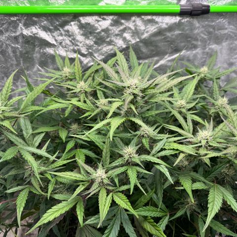 White Truffle Auto #2 growlog timeline photo