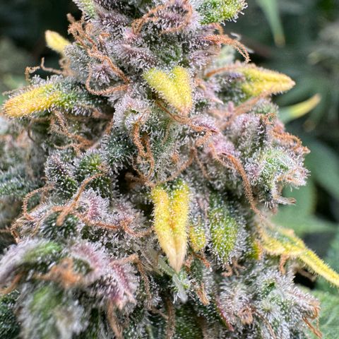 White Truffle Auto growlog timeline photo