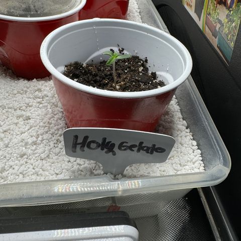HG#1 growlog timeline photo