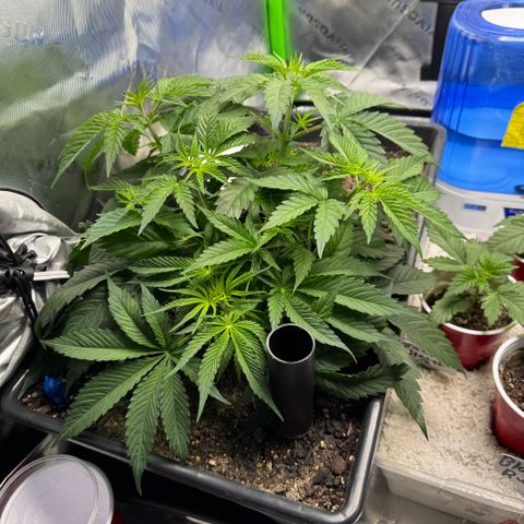 White Truffle Auto #1 growlog timeline photo