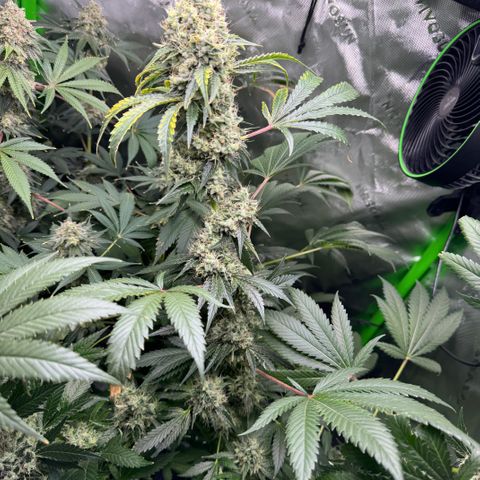 Glue growlog timeline photo
