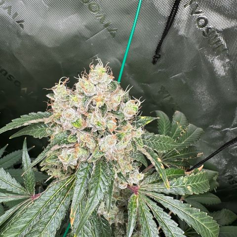 Glue growlog timeline photo