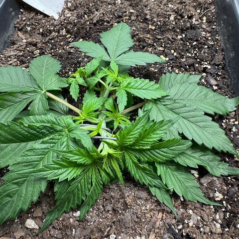 White Truffle Auto #1 growlog timeline photo