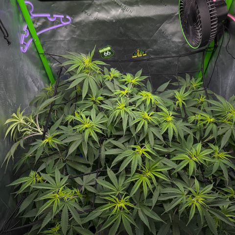 White Truffle Auto #1 growlog timeline photo