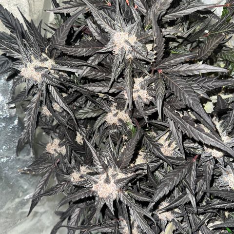 White Truffle Auto #2 growlog timeline photo