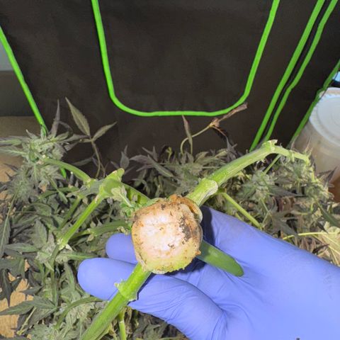 White Truffle Auto #2 growlog timeline photo
