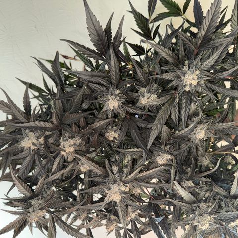 White Truffle Auto #2 growlog timeline photo