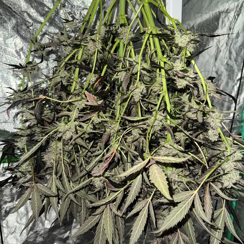 White Truffle Auto #2 growlog timeline photo