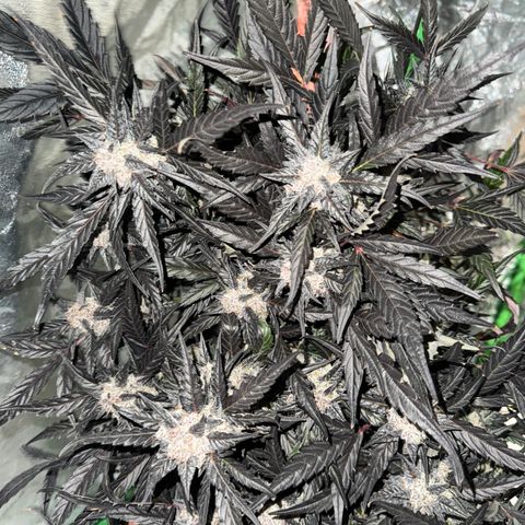 White Truffle Auto #2 growlog timeline photo
