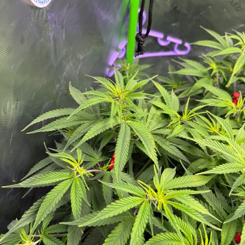 White Truffle Auto #1 growlog photo: Move lights and lowered intensity. Was burning at the top