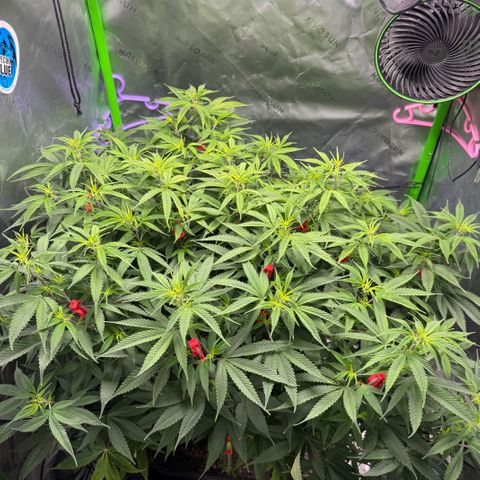 White Truffle Auto #1 growlog photo: Move lights and lowered intensity. Was burning at the top