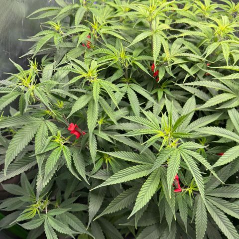 White Truffle Auto #1 growlog photo: Move lights and lowered intensity. Was burning at the top