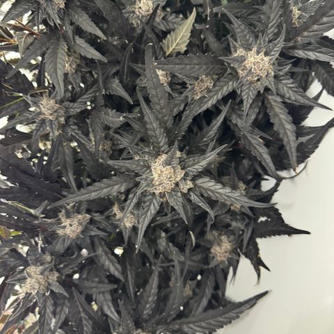 White Truffle Auto #2 growlog timeline photo