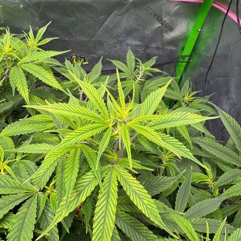 White Truffle Auto #1 growlog photo: Move lights and lowered intensity. Was burning at the top
