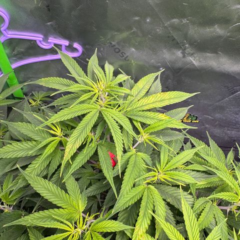 White Truffle Auto #1 growlog photo: Move lights and lowered intensity. Was burning at the top