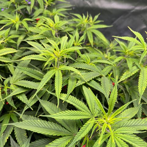White Truffle Auto #1 growlog photo: Move lights and lowered intensity. Was burning at the top