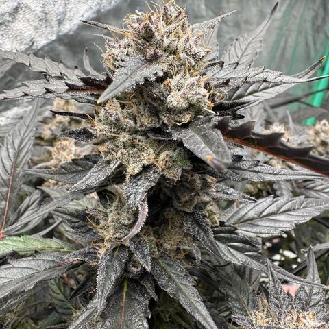 White Truffle Auto #2 growlog timeline photo