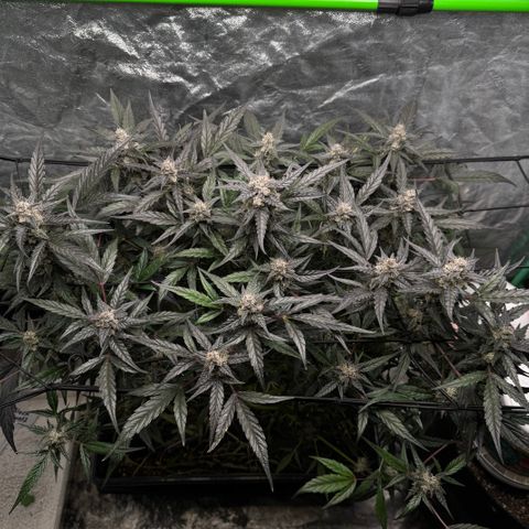 White Truffle Auto #2 growlog timeline photo