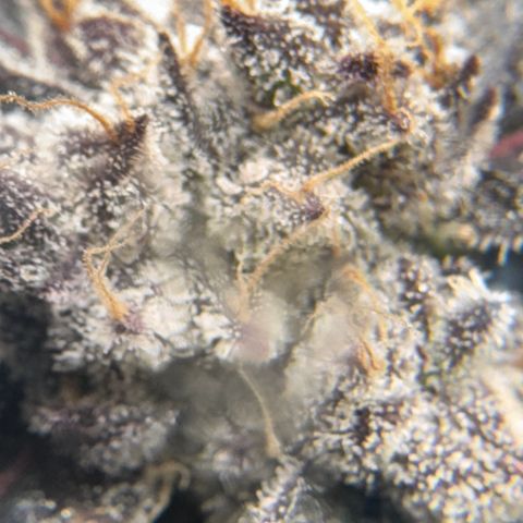 White Truffle Auto #2 growlog timeline photo