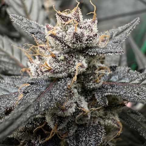 White Truffle Auto #2 growlog timeline photo
