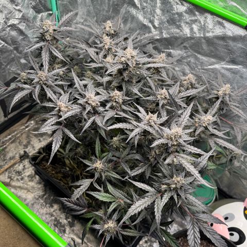 White Truffle Auto #2 growlog timeline photo