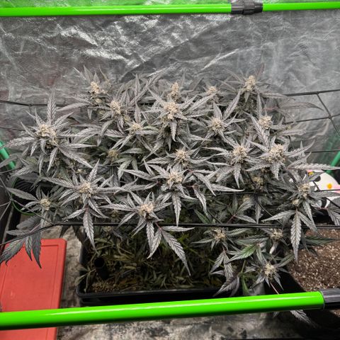 White Truffle Auto #2 growlog timeline photo