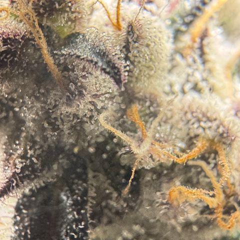 White Truffle Auto #2 growlog timeline photo