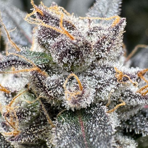 White Truffle Auto #2 growlog timeline photo
