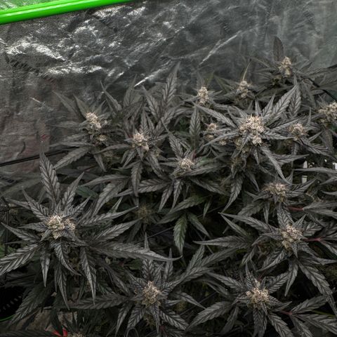 White Truffle Auto #2 growlog timeline photo