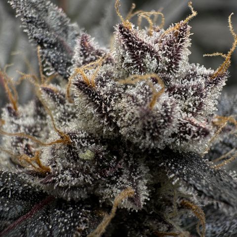 White Truffle Auto #2 growlog timeline photo