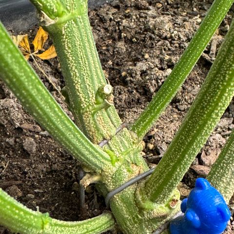 White Truffle Auto #1 growlog timeline photo