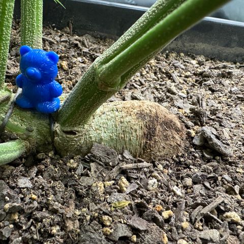 White Truffle Auto #1 growlog timeline photo