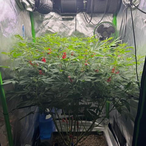 White Truffle Auto #1 growlog timeline photo