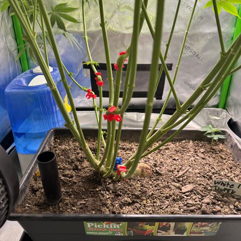 White Truffle Auto #1 growlog timeline photo