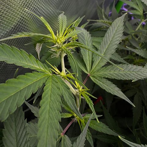 White Truffle Auto #1 growlog timeline photo
