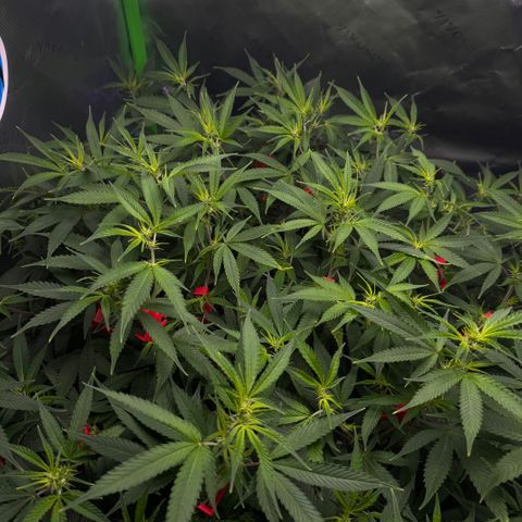 White Truffle Auto #1 growlog timeline photo