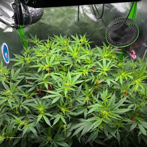 White Truffle Auto #1 growlog timeline photo