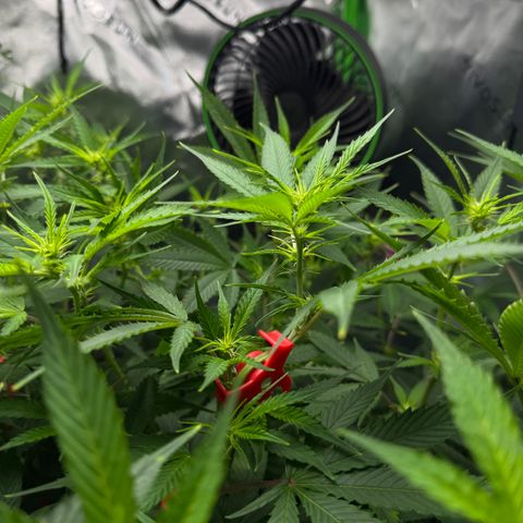 White Truffle Auto #1 growlog timeline photo