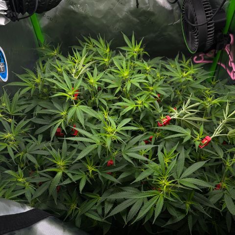 White Truffle Auto #1 growlog timeline photo