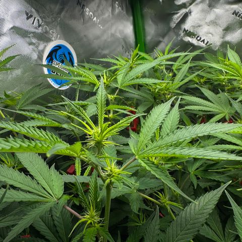 White Truffle Auto #1 growlog timeline photo