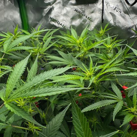 White Truffle Auto #1 growlog timeline photo