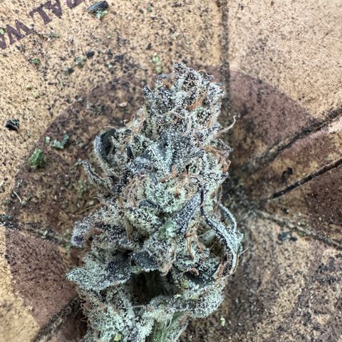 White Truffle Auto #2 growlog timeline photo