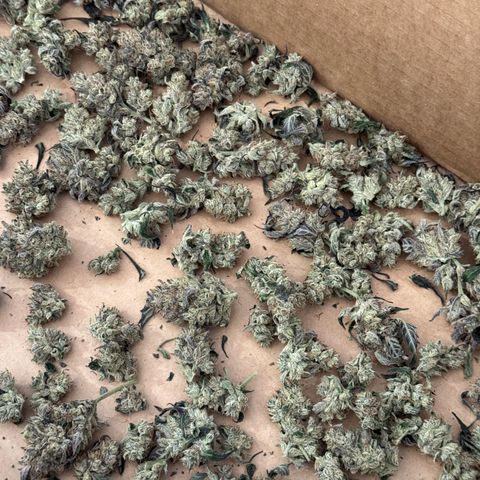 White Truffle Auto #2 growlog timeline photo